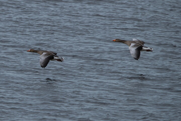 Greylag Goose landing in dutch marsh de weerribben. 