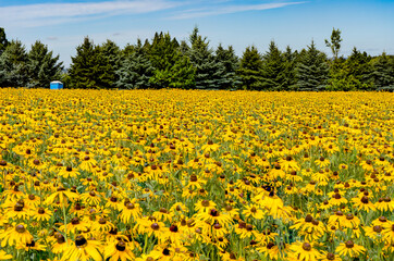Fototapeta premium A field of Black Eyed susan flowers near Silverton, Oregon