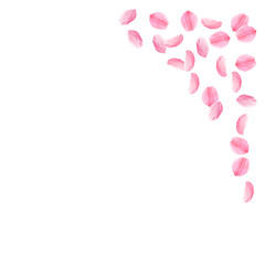 Sakura petals falling down. Romantic pink silky medium flowers. Sparse flying cherry petals. Top rig