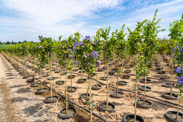 A landscape plant nursery near Salem Oregon