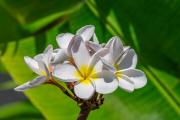 Fototapeta premium White Plumeria