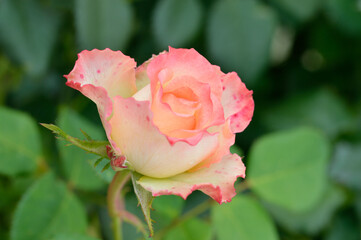 Rose, flower roses in roses garden