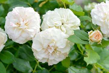 Rose, flower roses in roses garden