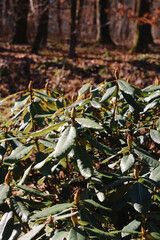 Rhododendron Plants Park Almenrausch Park Bush Leaf Green