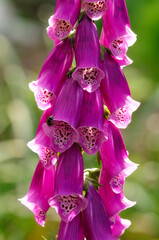 Close-up of Foxglove Digitalis.