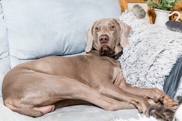 Small hound Weimaraner dog sleeping at home on the bed. The dog is resting on the sofa inside the house.