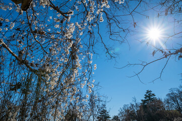 Detail of the vegetation of nature, of a creeper with white flowers on a tree with the reflections...