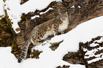Snow leopard in winter snow.