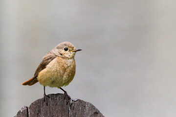 Common nightingale or simply nightingale (Luscinia megarhynchos) songbird sitting singing on wooden...