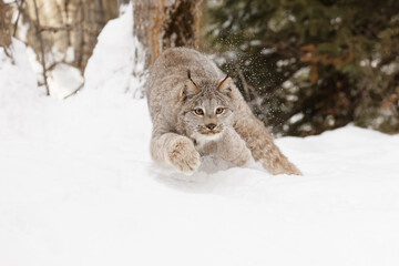 Canada lynx running in winter. © Danita Delimont