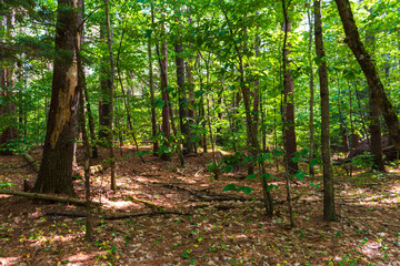 Streaming Sunlight Through the Trees