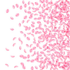 Sakura petals falling down. Romantic pink silky medium flowers. Thick flying cherry petals. Right gr