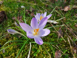 Crocus de Tommassini annonçant le printemps