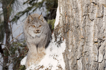 Canada lynx in winter. © Danita Delimont