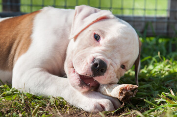 American Bulldog puppy is eating a chicken paw on nature