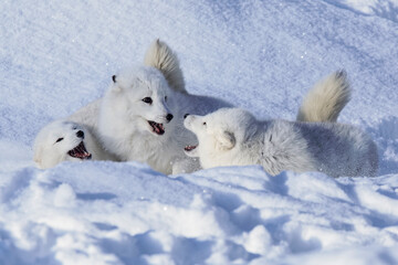 Arctic fox in winter.