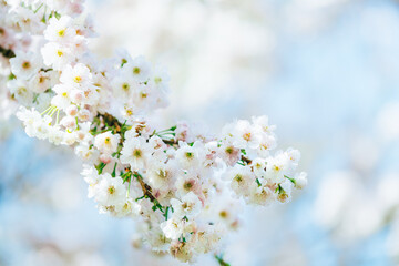Beautiful nature scene with branches of white blooming tree in spring.