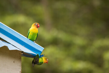 Beautiful colourful lovebirds playing at the roof of the house.