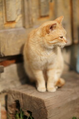 Obraz premium Portrait of a ginger cat in sunny day.