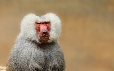 Adult old baboon monkey (Pavian, Papio hamadryas) observing staring and vigilant looking at camera...