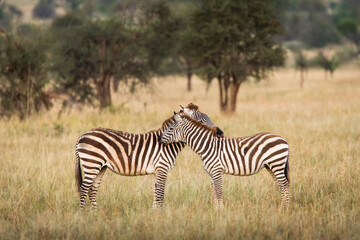 Fototapeta na wymiar African zebras at beautiful landscape in the Serengeti National Park. Tanzania. Wild nature of Africa.
