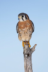 Male American Kestrel.