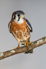 Male American Kestrel.