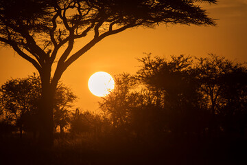 Acacia tree in safari of Serengeti National Park of Tanzania with beautiful sunrise in background....