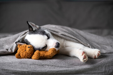 A small white dog puppy breed siberian husky with beautiful blue eyes lays on grey carpet with bear toy. Dogs and pet photography