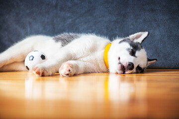 Fototapeta na wymiar A small white dog puppy breed siberian husky with beautiful blue eyes lays on wooden floor with ball toy. Dogs and pets photography