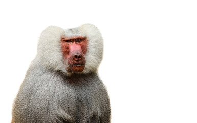 Adult old baboon monkey (Pavian, Papio hamadryas) close face expression observing staring vigilant looking at camera isolated on white background. Hairy adult baboon with silver grey hair. - 416619934