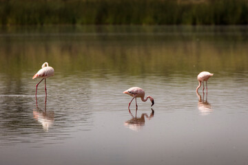 Group of flamingo birds during safari in Serengeti National Park, Tanzania. Wild nature of Africa
