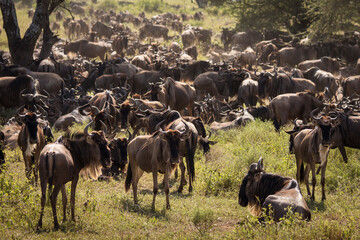 Group of wildebeasts during safari in National Park of Serengeti, Tanzania. Wild nature of Africa.
