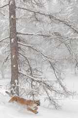 Mountain lion or cougar running down hillside.