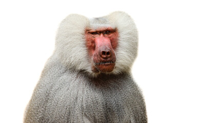 Adult old baboon monkey (Pavian, Papio hamadryas) close face expression observing staring vigilant looking at camera isolated on white background. Hairy adult baboon with silver grey hair.