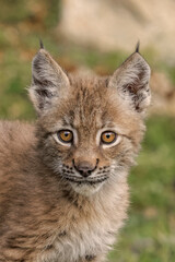Juvenile Canada Lynx.