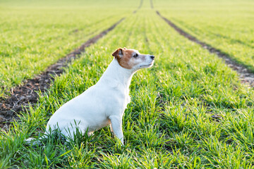 Jack russel terrier on green field. Happy Dog with serious gaze