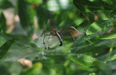 na teia da aranha