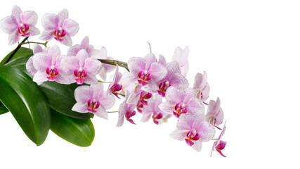 A blooming white pink orchid of genus phalaenopsis, variety Rotterdam isolated on white