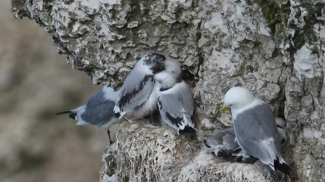 A colony of nesting Kittiwake (Rissa tridactyla) adults and chicks sitting on their nests and ledges on a cliff face in the UK.	