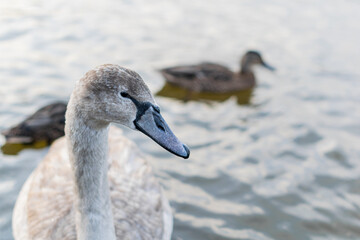 Closeup on a head of beautiful young swan. Still baby feathered white swan swimming in the water, calm animal not affraid to come close to camera. Gray feathers of gracefull big water bird in UK.