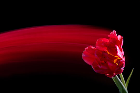 Trendy card with red tulip flower and its tail on black background, fantasy motion effect, long exposure, motion blur