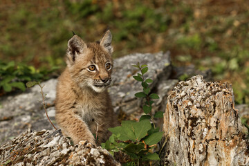 Juvenile Canada Lynx.