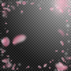 Obraz na płótnie Canvas Sakura petals falling down. Romantic pink flowers vignette. Flying petals on transparent square back