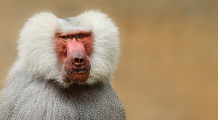 Adult old baboon monkey (Pavian, Papio hamadryas) close face expression observing staring vigilant...