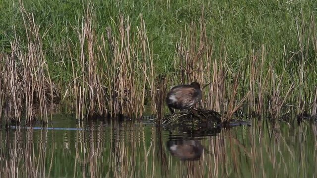 A cute Little Grebe (Tachybaptus ruficollis) making a nest in the reeds at the edge of a river.	