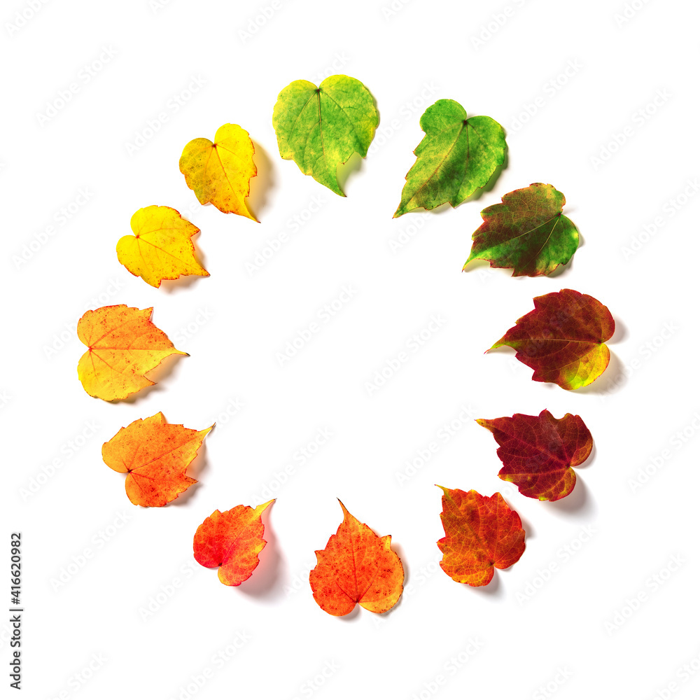 Leinwandbilder the multicolored leaves are harmoniously arranged in a color circle like a clock isolated on white b