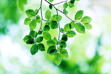 Obraz premium Closeup nature view of green beech leaf on spring twigs on blurred background in forest. Copyspace make using as natural green plants and ecology backdrop