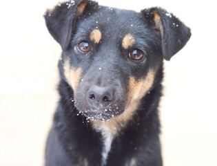 Deutscher Jagdterrier. Portrait of funny dog breed Jagdterrier. Close up of a Pinscher and Jagterrier crossbreed, 