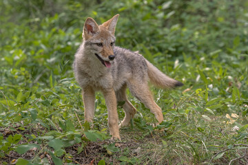 Baby coyote.